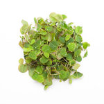 PHILLIANTHIS FLUIITANS