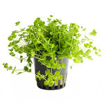 ROTALA SP. ''GREEN''