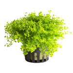 MICRANTHEMUM MICRANTHEMOIDES