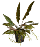 CRYPTOCORYNE USTERIANA