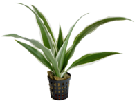DRACENA WIT (terrarium)