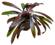 ECHINODORUS HOREMANII ROOD