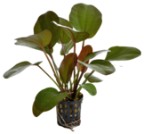 ECHINODORUS RUBRA OSIRIS