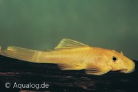 Ancistrus temmincki L-144 - Black eyed gouden ancistrus