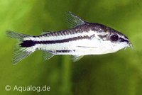 Corydoras pygmaeus - Dwergbodemkuiser