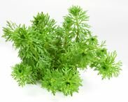 Limnophila sessiliflora TR