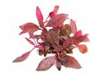 Alternanthera reineckii sp. TR
