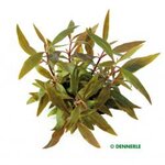 Alternanthera reineckii Mini In-Vitro