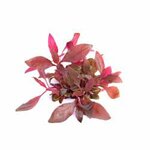 Alternanthera reineckii Purple In-Vitro