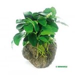Anubias nana on stone,