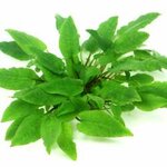 Cryptocoryne wendtii Broad Leaf In-Vitro