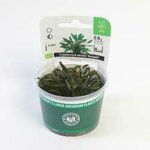 Cryptocoryne wendtii Kompakt In-Vitro