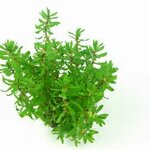 Didiplis diandra In-Vitro