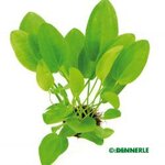 Echinodorus cordifolius 'MINI'