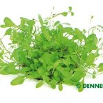 Glossostigma elatinoides In-Vitro