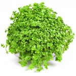 Hemianthus callitrichoides Cuba In-Vitro