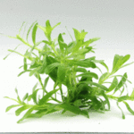 Heteranthera zosterifolia In-Vitro