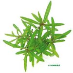 Hygrophila lancea Araguaia In-Vitro