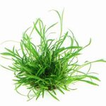 Lilaeopsis brasiliensis In-Vitro