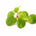 Limnobium laevigatum In-Vitro