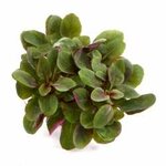 Lobelia cardinalis 'Mini'