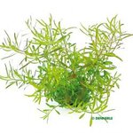 Ludwigia arcuata In-Vitro
