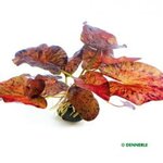 Nymphaea lotus ?Red?