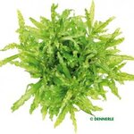 Pogostemon helferi In-Vitro