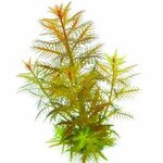 Proserpinaca palustris In-Vitro