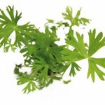 Ranunculus inundatus In-Vitro