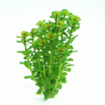 Rotala indica In-Vitro