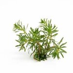 Rotala wallichii In-Vitro