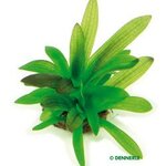 Sagittaria platyphylla