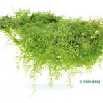 Taxiphyllum barbieri In-Vitro