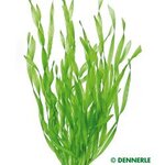 Vallisneria spiralis Torta