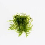 Vesicularia ferriei In-Vitro