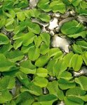 Salvinia auriculata