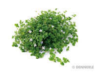 Bacopa australis