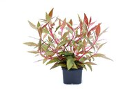 Alternanthera reineckii  'Red'  XXL