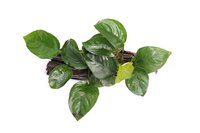 Anubias barteri on wood with suction,