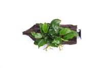 Anubias bart. var. nana on wood