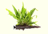 Microsorum pteropus on wood with suction,