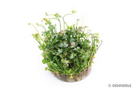 Marsilea hirsuta In-Vitro