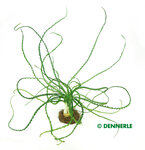 Crinum calamistratum