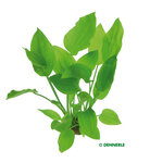 Echinodorus argentinensis  XXL