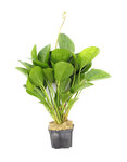 Echinodorus Junglestar no. 2  XXL