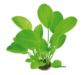 Echinodorus cord. 'Harbich Red'