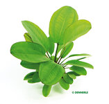 Echinodorus Junglestar no. 2 'Small bear'