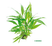 Hygrophila corymbosa 'Thailand'