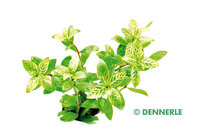 Hygrophila polysperma 'Sunset'